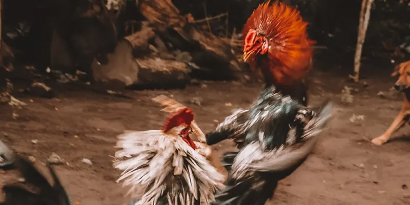 Mỗi loại gà mang đặc điểm riêng