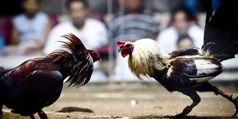 Nắm vững luật chơi môn này