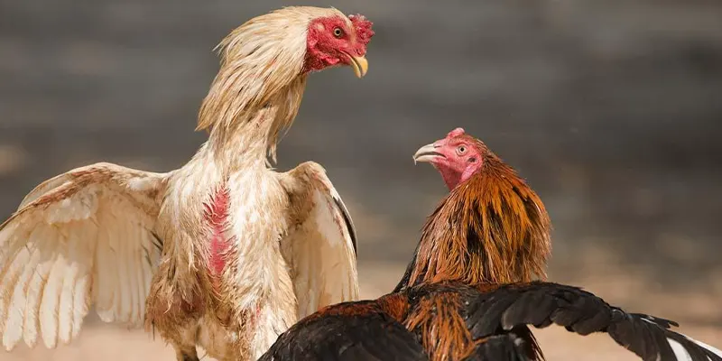 Một số kinh nghiệm chơi đá gà