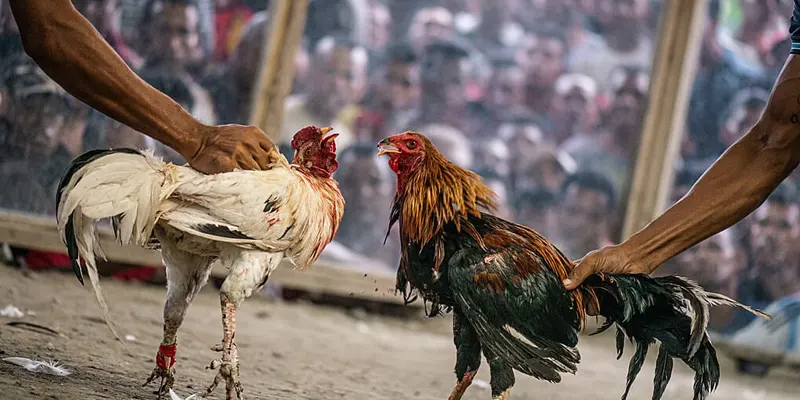 Chơi đá gà cần có kỹ năng ra chiến lược