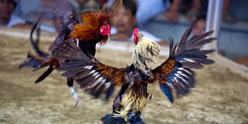 Bản chất trò chơi đá gà chọi