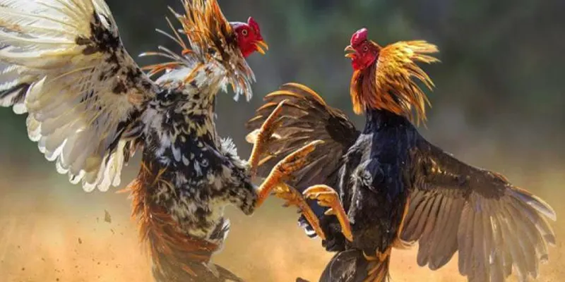 Nên học hỏi từ người đi trước