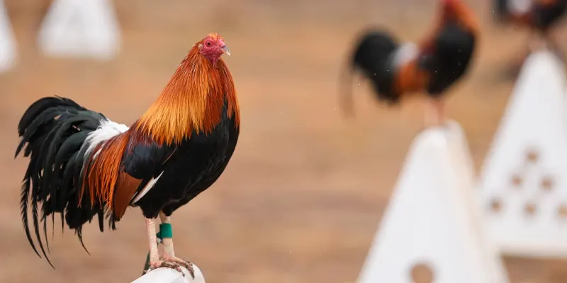 Kỹ năng của gà và chiến thuật của sư kê đều đóng vai trò quan trọng