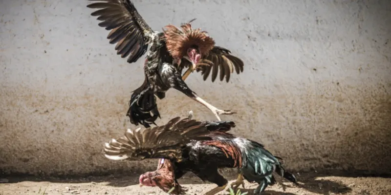 Đá gà Campuchia có lịch sử lâu đời