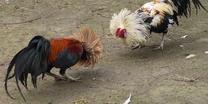 Đá gà tại Campuchia với các đấu trường chuyên nghiệp