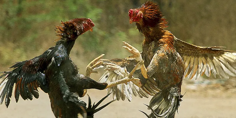 Đá gà Thomo – Sân chơi kịch tính cho dân đam mê cá cược