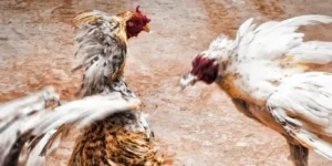 Đá Gà Chọi Online: Hướng Dẫn Chi Tiết Cho Người Mới