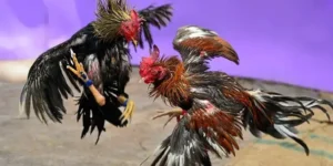 Đá Gà Campuchia: Luật Chơi, Cách Chơi Và Mẹo Thắng Lớn